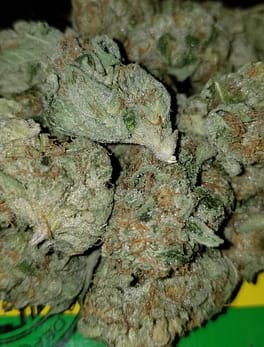 Buy White Fire OG online Australia Buy Cannabis for Anxiety Asia Weed delivery in New Zealand Buy Sativa Weed Florida Buy Indica Weed Denmark Buy marijuana Ireland Buy Pots Online Europe
