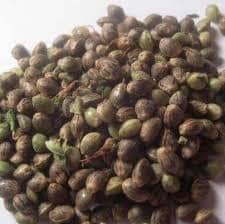 Buy cannabis seeds Thailand